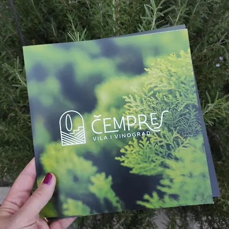 The Cypress & Vineyard I